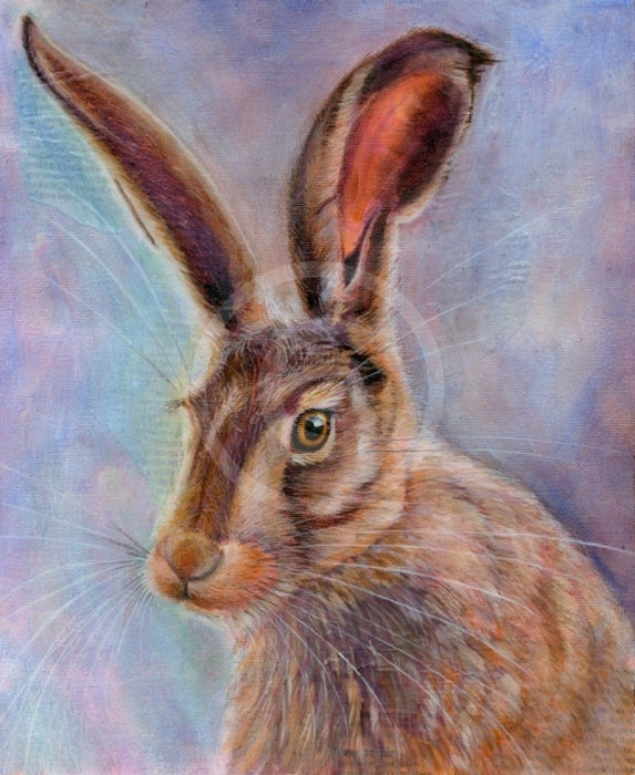 Hazel The Hare By Julie Springall