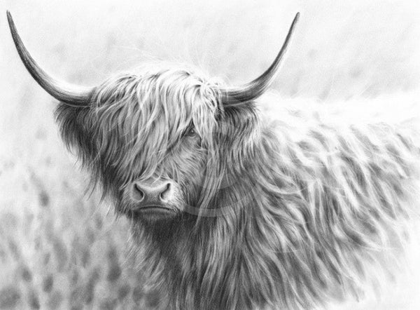 Highland Cow Iv By Nolon Stacey