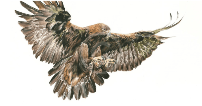Highland King, Eagle by Nicola Gillyon