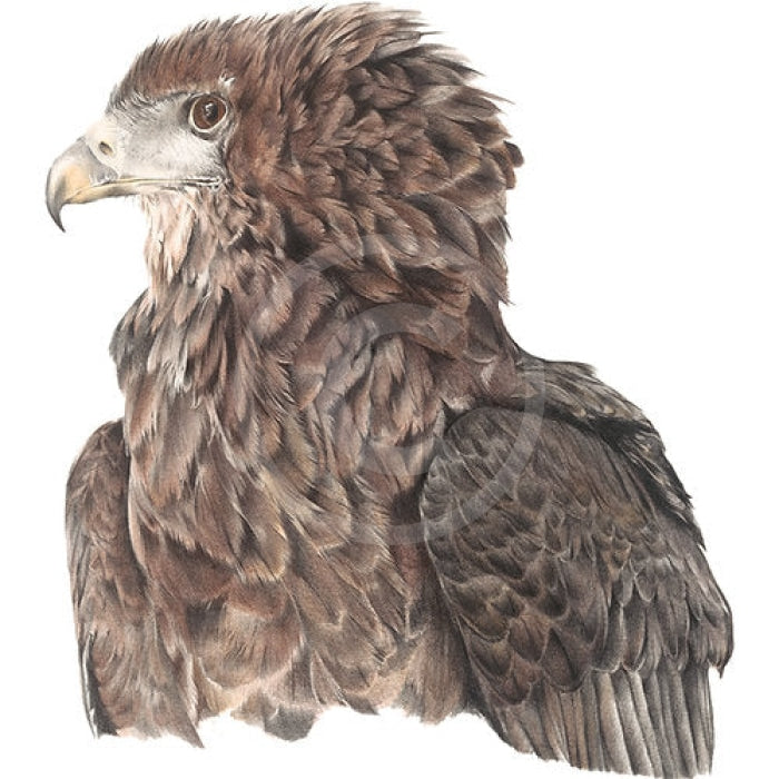 Juvenile Bateleur, Bird Of Prey by Nicola Gillyon