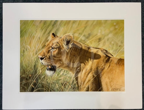 Kenyan Lioness, Limited Edition Wildlife Big Cat Print by Lyndsey Selley