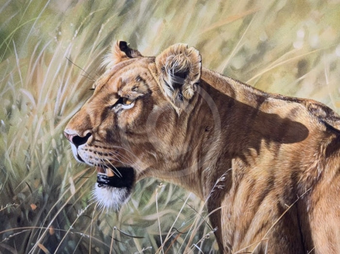Kenyan Lioness, Limited Edition Wildlife Big Cat Print by Lyndsey Selley