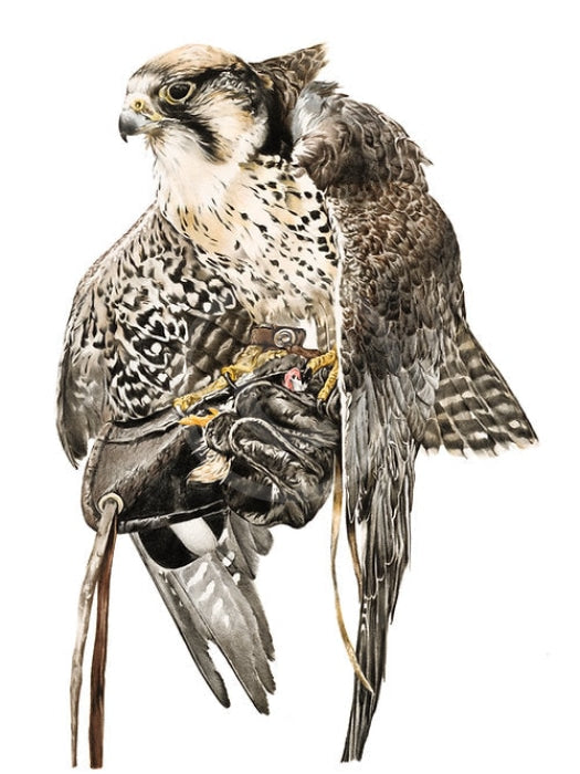 Lanner Falcon, Bird Of Prey by Nicola Gillyon