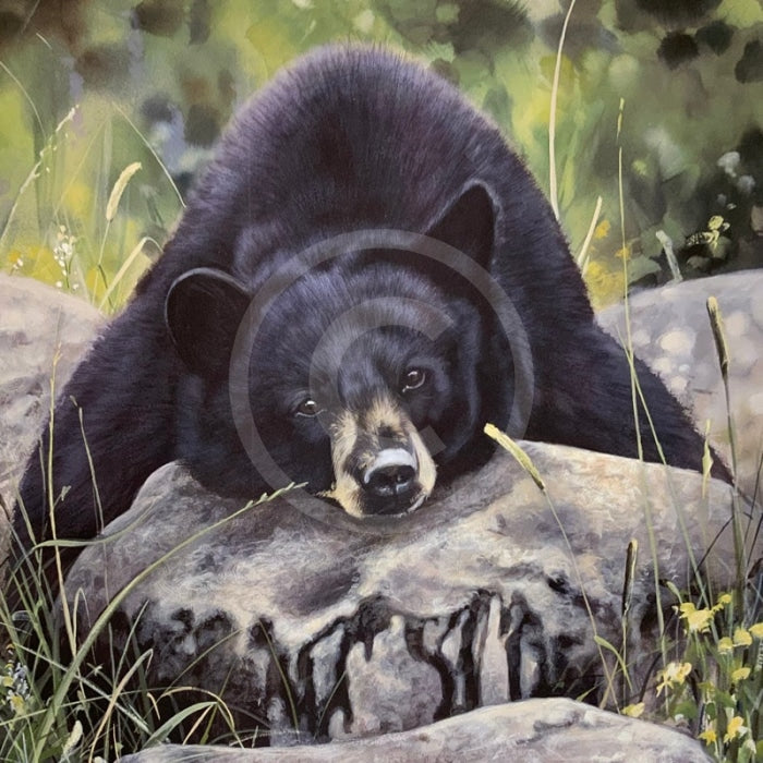 Lazy Days Bear, Limited Edition Wildlife Bear Print by Lyndsey Selley