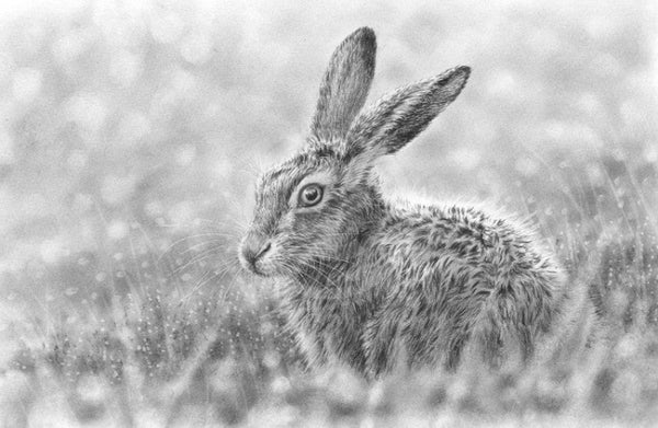 Leveret By Nolon Stacey