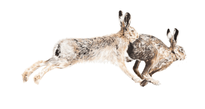 March Madness Hare Print by Nicola Gillyon