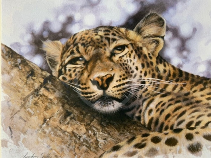 Mischief,  Limited Edition Wildlife Big Cat Leopard  Print by Lyndsey Selley