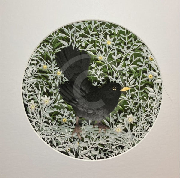 Morning Has Broken, Blackbird Giclée Print by Anna Cook