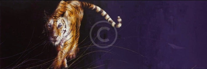 Night Passage, Tiger Print by Amanda Stratford 