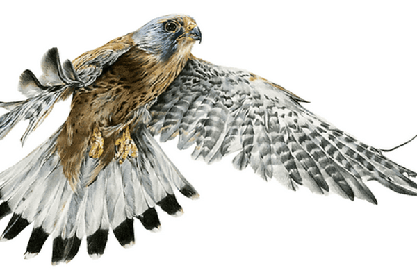Poetry In Motion, Bird of Prey by Nicola Gillyon