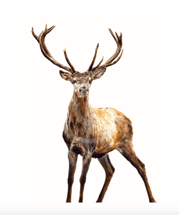 Prince Of The Glen  (Stag) by Nicola Gillyon