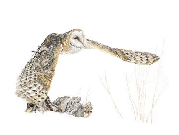 Rarely Heard, Barn Owl in Flight by Nicola Gillyon