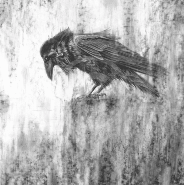 Raven IV by Nolon Stacey