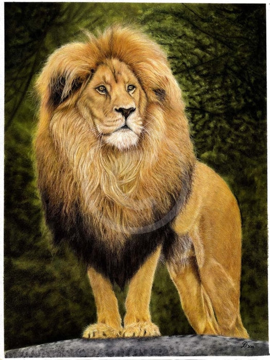 Regality (Lion) by Janine Lees