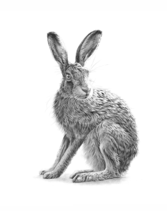 Sitting Hare II by Nolon Stacey