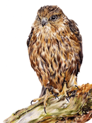 Sitting Pretty, Bird of Prey by Nicola Gillyon