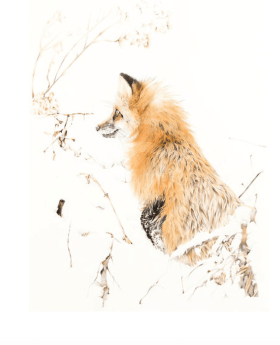 Snow Patrol, Red Fox by Nicola Gillyon