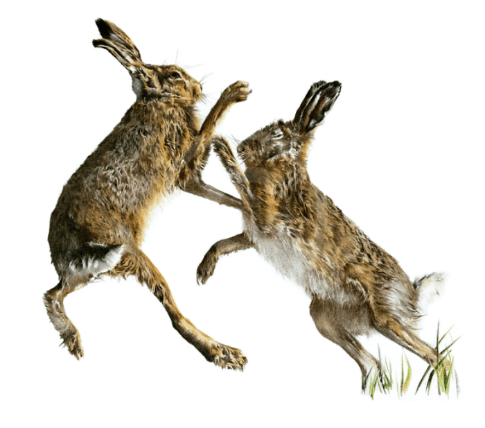 Sparring Partners, Boxing Hares by Nicola Gillyon
