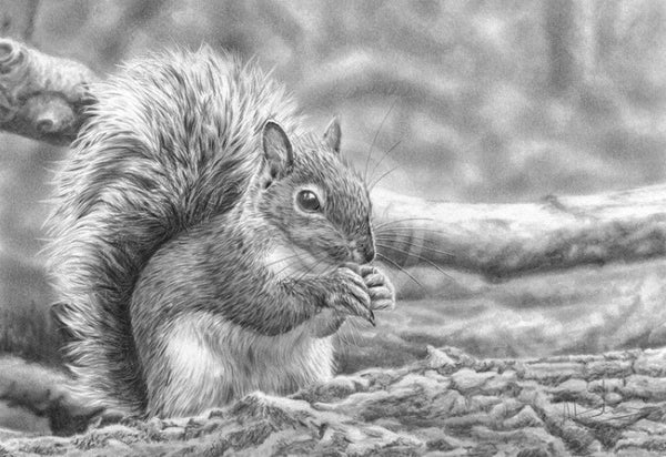 Squirrelling Away By Nolon Stacey