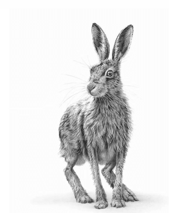 Standing Hare by Nolon Stacey