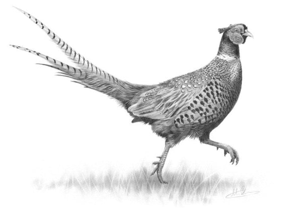 Strutting Pheasant By Nolon Stacey