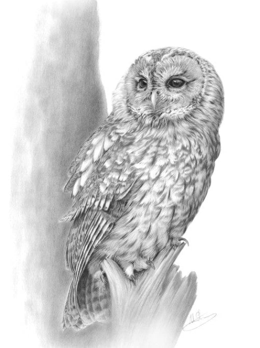 Tawny Owl By Nolon Stacey