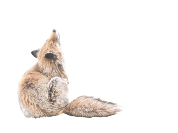 That's the Spot, Red Fox, by Nicola Gillyon