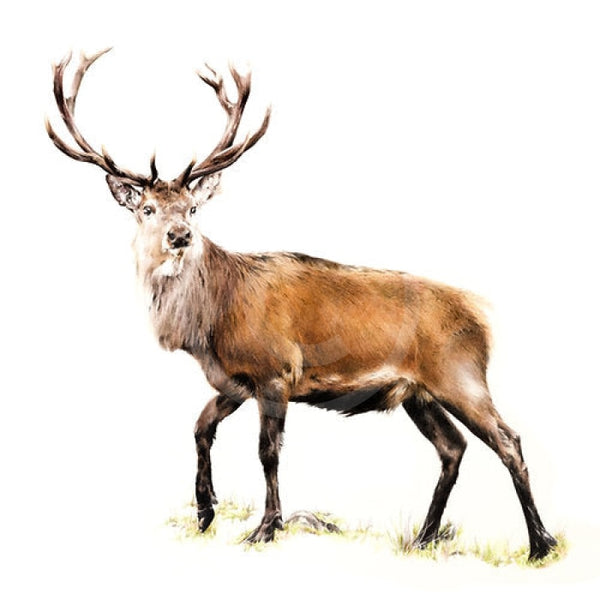The Monarch Stag By Nicola Gillyon