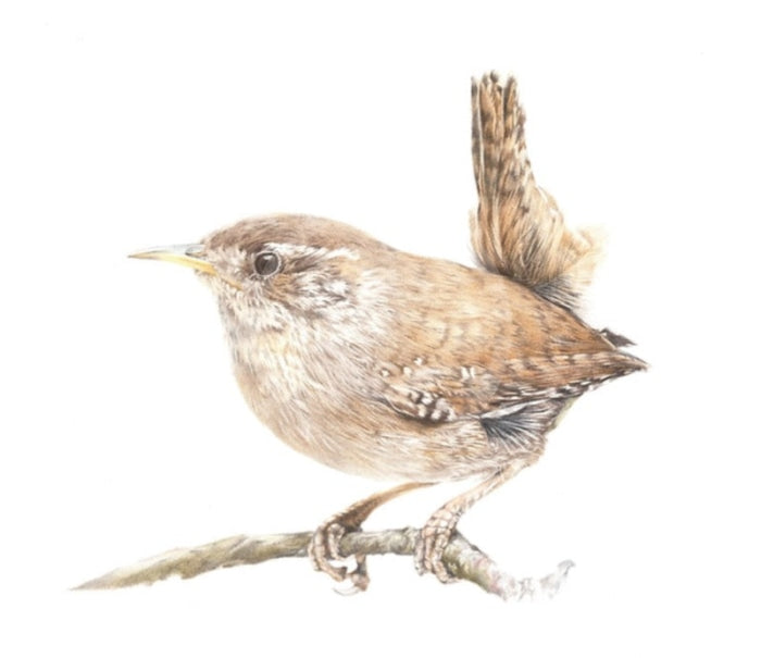 Titch, (Wren) by Nicola Gillyon, Limited Edition Print