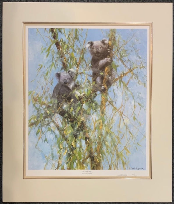 Up A Gumtree by David Shepherd Limited Edition Koala Print- Last One