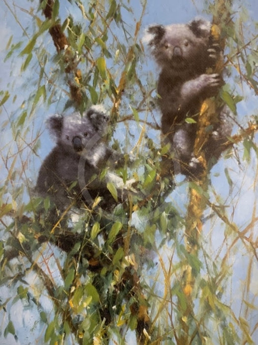 Up A Gumtree by David Shepherd Limited Edition Koala Print- Last One