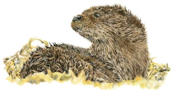 Watchfulness (Otter) By Nicola Gillyon 300 X 400Mm / White Mount
