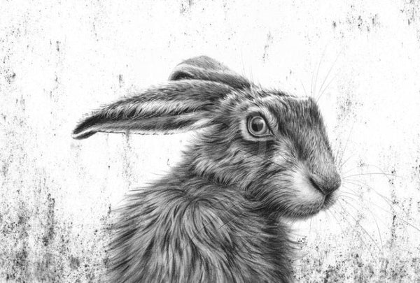 Watching Hare By Nolon Stacey