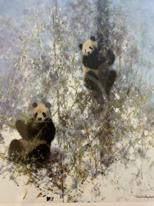 Winter in Wolong by David Shepherd, Panda Wildlife Limited Edition Print. LAST ONE
