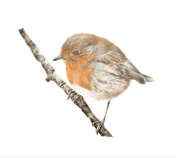 Winter’s Warbler (Robin) by Nicola Gillyon