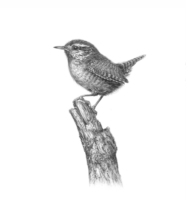 Wren On Branch by Nolon Stacey