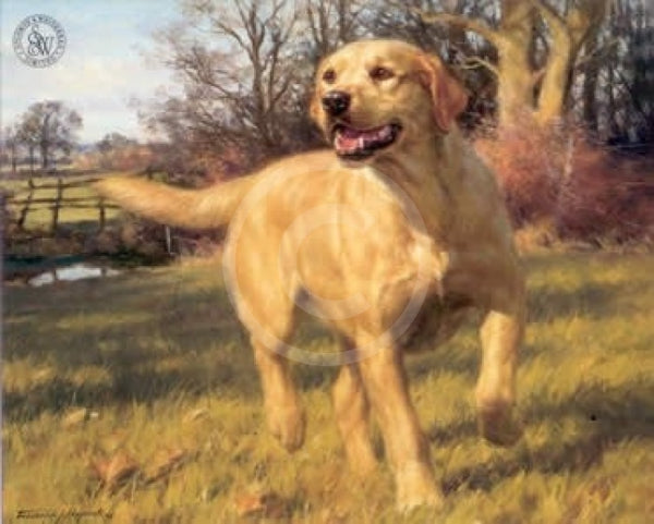 Yellow Labrador By Frederick Haycock