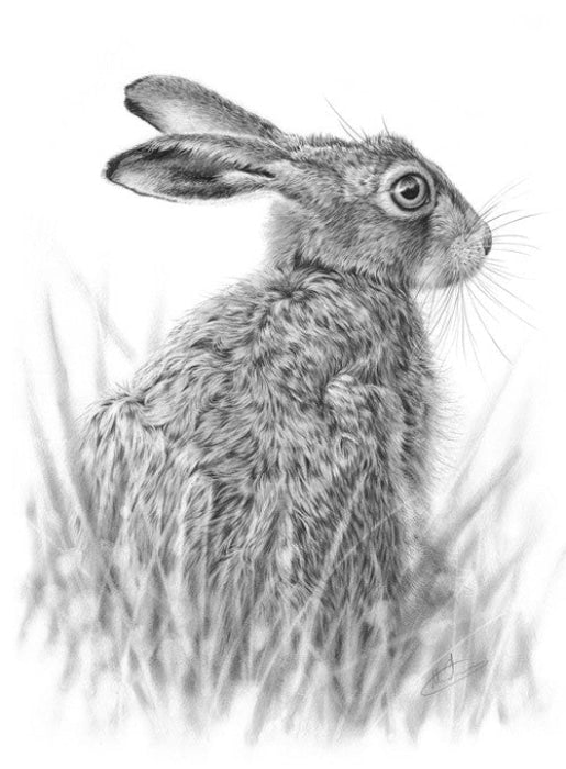 Young Hare By Nolon Stacey